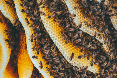 Why is beeswax bad?